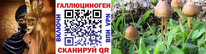 Галлюциногенные грибы Psilocybe  Черноголовка 